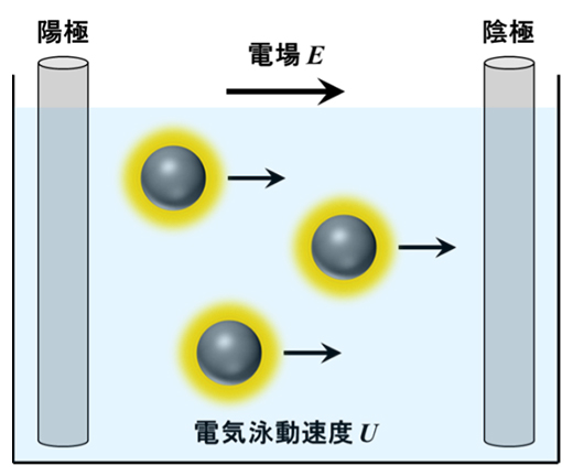 電気泳動の原理