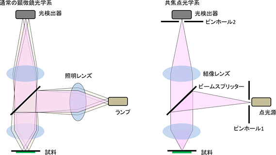 共焦点レーザー顕微鏡法(Confocal Laser Scanning Microscopy: CLSM)